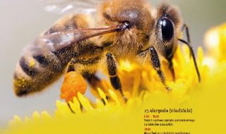 plakat Świeto Pszczoly 2019