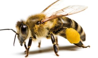 pszczola miodn2